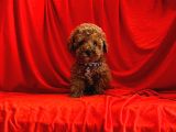 Safkan Toy Poodle Yavrularımız