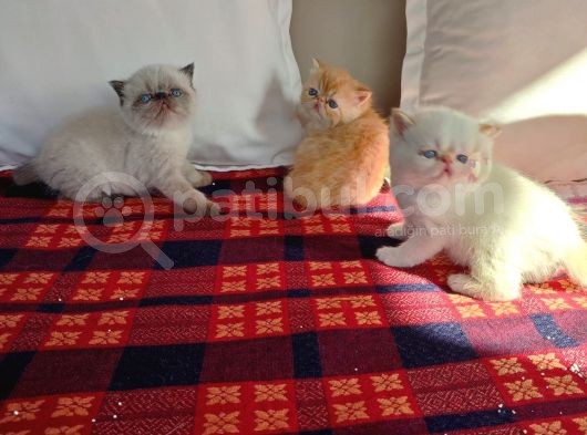 Sağlıklı Exotic Irkı Kısa Tüylü Yavrular