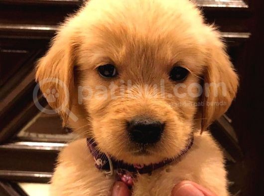 Baby Face Golden Retri̇ever Yavrulari