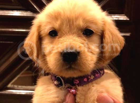 Baby Face Golden Retri̇ever Yavrulari görsel