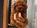 Irk Garantili Poodle Yavrularımız