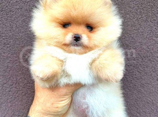 Pomerani̇an Ayi Surat Di̇şi̇ görsel