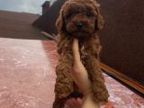 Aşılı Pasaportlu Ev Doğumlu Poodle Bebeklerimiz