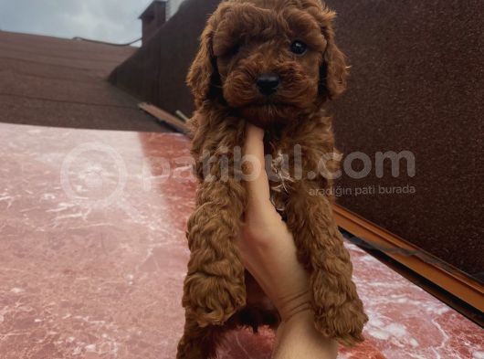 Aşılı Pasaportlu Ev Doğumlu Poodle Bebeklerimiz görsel