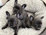 Merle blue Mavi gözlü safkan orjinal Fransızbulldog