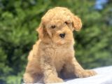 Di̇şi̇ Erkek Toy Poodle Bebekler