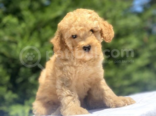 Di̇şi̇ Erkek Toy Poodle Bebekler görsel