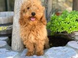 KALİTELİ TOY POODLE YAVRULARI