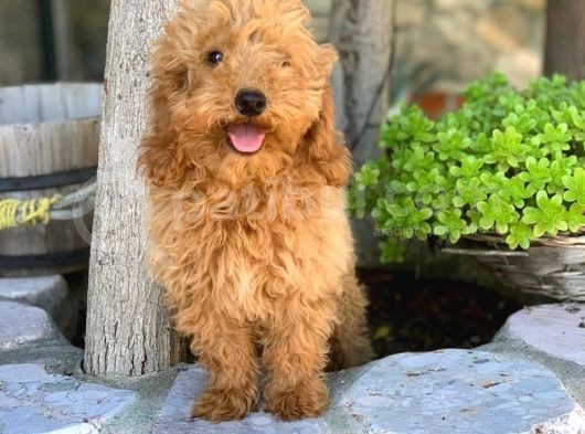 Kali̇teli̇ Toy Poodle Yavrulari