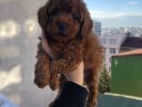 Birbirinden Sevimli Poodle Bebekler