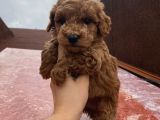 Aşılı Pasaportlu Ev Doğumlu Poodle Bebeklerimiz