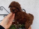 Birbirinden Sevimli Poodle Bebekler