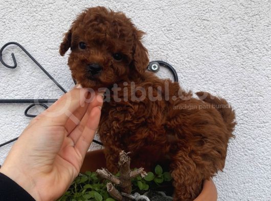 Birbirinden Sevimli Poodle Bebekler