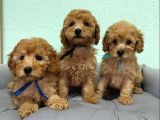 KUSURSUZ GÜZELLİKTE TOY POODLE YAVRULARI