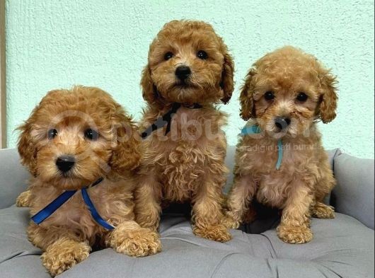 Kusursuz Güzelli̇kte Toy Poodle Yavrulari