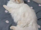 Safkan Exotik Erkek İran Kedisi ACİL Eş arıyor