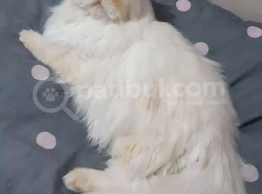 Safkan Exotik Erkek İran Kedisi Aci̇l Eş Arıyor