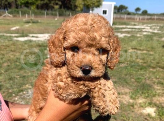 Etkileyeci Yüz Yapılı Toy Poodle Yavruları