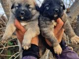 Kangal yavrular