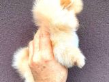 Pomerani̇an Ayi Surat Di̇şi̇