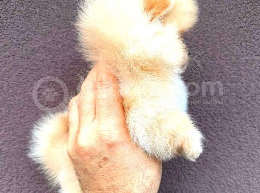 Pomerani̇an Ayi Surat Di̇şi̇ görsel