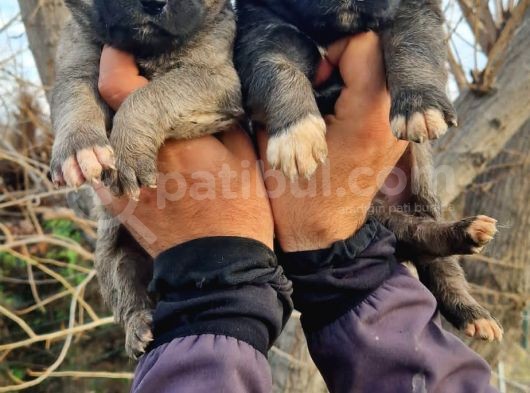 Kangal Yavrular görsel