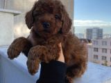 Red Brown Poodle Bebeklerimiz