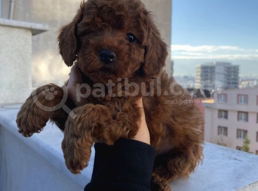Red Brown Poodle Bebeklerimiz görsel
