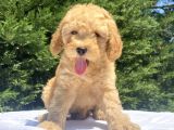 DİŞİ ERKEK TOY POODLE BEBEKLER