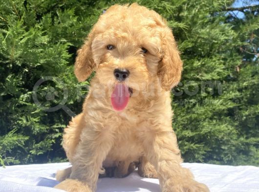 Di̇şi̇ Erkek Toy Poodle Bebekler