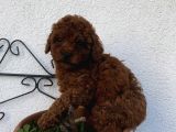 Red Brown Poodle Bebeklerimiz