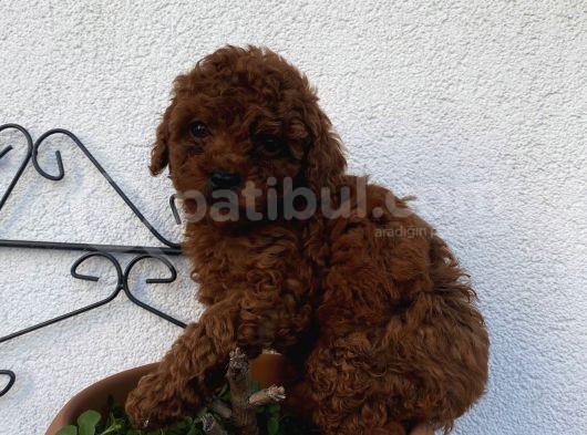 Red Brown Poodle Bebeklerimiz görsel