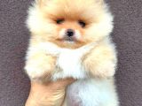 POMERANİAN AYI SURAT DİŞİ