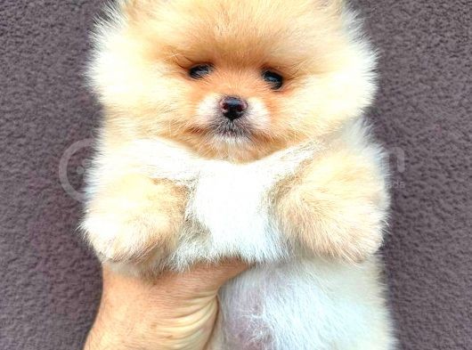 Pomerani̇an Ayi Surat Di̇şi̇