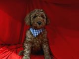 Erkek Yavrumuz Poodle
