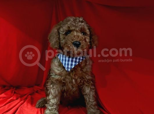 Erkek Yavrumuz Poodle görsel