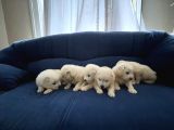 45 günlük  samoyed yavruları BABA SCR Lİ ERKEN REZERV EDİNİZ