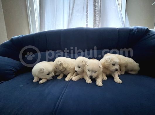 45 Günlük  Samoyed Yavruları Baba Scr Li̇ Erken Rezerv Edi̇ni̇z