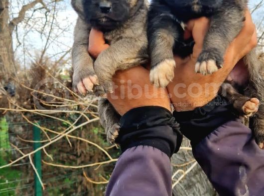 Kangal Yavrular görsel