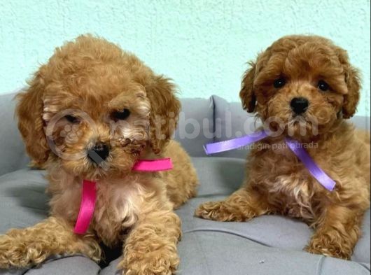 Kusursuz Güzelli̇kte Toy Poodle Yavrulari görsel