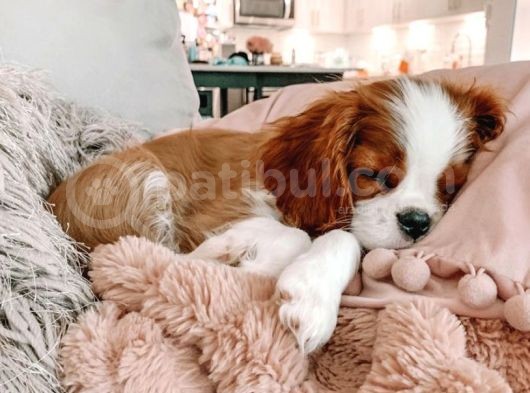 Kral Charles Cavalier Spaniel Orjinal Safkan Garantili Kahve Beyaz görsel
