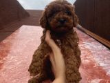 İnstagram Fenomeni Karamelin Bebekleri