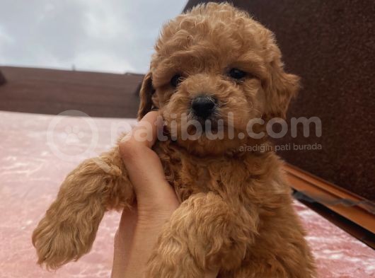 Safkan Poodle Bebeklerimiz görsel