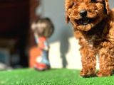 Toy Poodle Kahverengi Kırmızı Red Orjinal Safkan Garantili