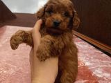 Aşılı Pasaportlu Ev Doğumlu Poodle Bebeklerimiz