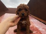 İnstagram Fenomeni Karamelin Bebekleri