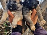 Kangal Yavrular