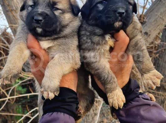 Kangal Yavrular görsel