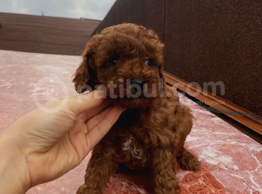 Aşılı Pasaportlu Ev Doğumlu Poodle Bebeklerimiz görsel