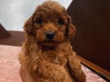 Aşılı Pasaportlu ev Doğumlu Poodle Bebeklerimiz
